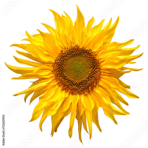 Sunflower head isolated on white background. Sun symbol. Flowers yellow, agriculture. Seeds and oil