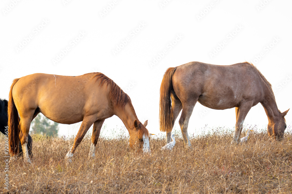 Fototapeta premium horses feeding on dry grass