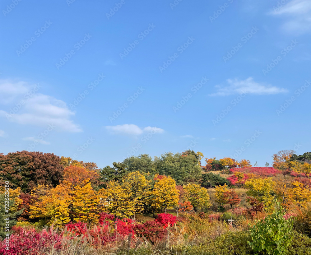 Fototapeta premium autumn landscape with trees and blue sky
