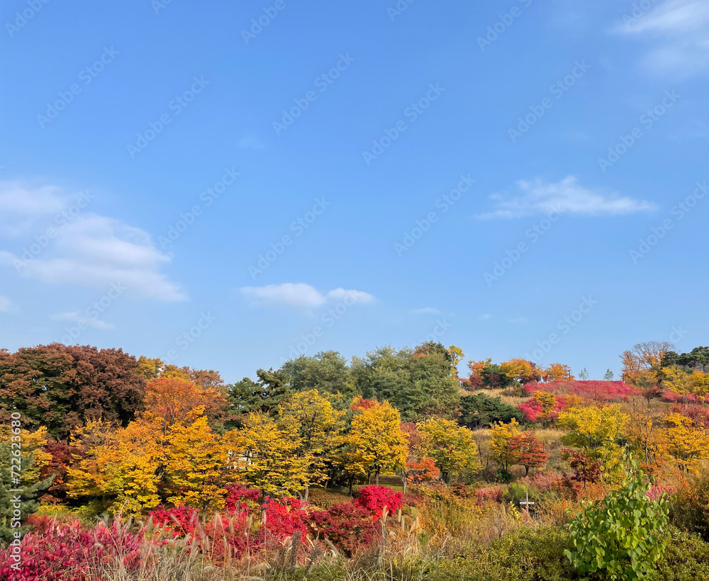 autumn landscape with trees and blue sky