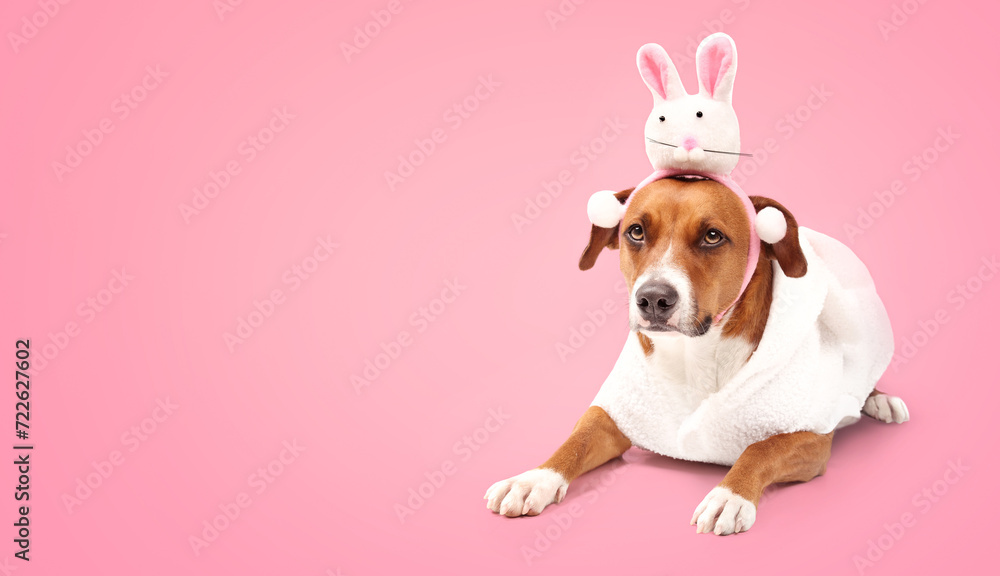 Funny dog with easter bunny costume on colored background. Cute puppy dog wearing a bunny rabbit headband and white dress for easter party event. Female Harrier mix. Selective focus. Pink background.