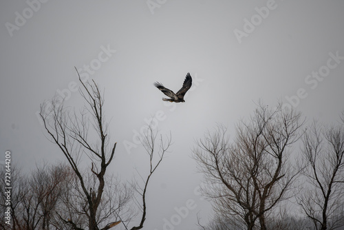 Juvenile Bald Eagle 