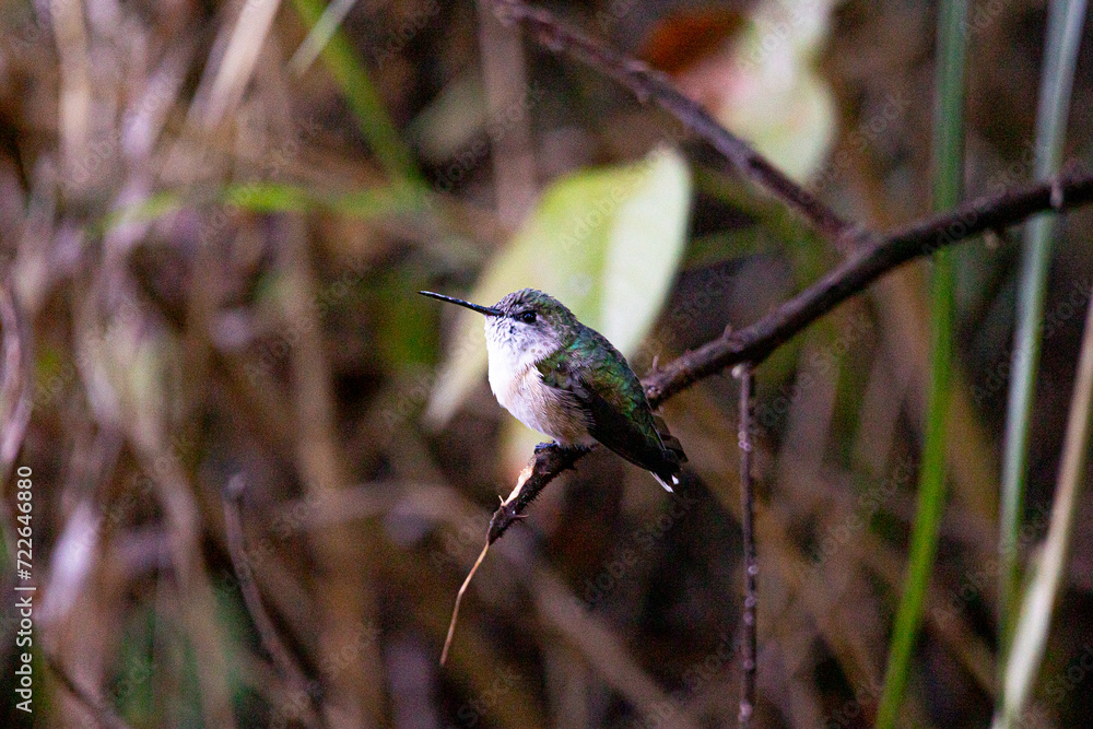 Colibri Selasphorus Trochilidae Colibri Selasphorus Trochilidae