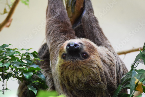 tree sloth upside down in a tree