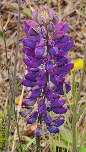 Fototapeta Naklejka Na Ścianę i Meble -  purple lupin flower close-up 