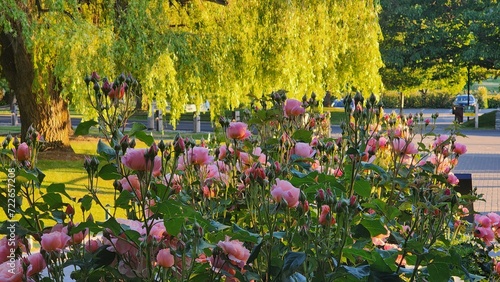 Rose Garden in spring 