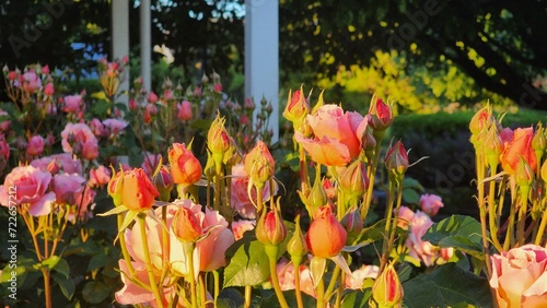 Beautiful Rose garden view in Summer