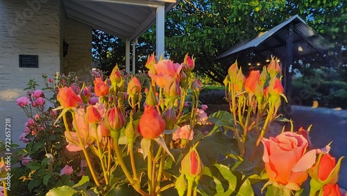 beautiful orange rosebud garden