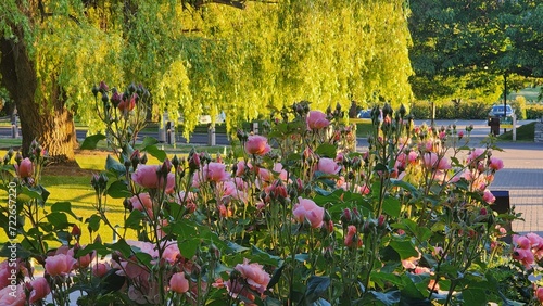 Rose flower blossom in New Zealand 