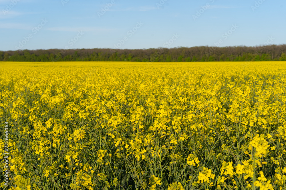 Field of colza rapeseed yellow flowers and blue sky. Oilseed, canola, colza. Nature background. Spring landscape. Ukraine agriculture illustration Field of colza rapeseed yellow flowers and blue sky. Oilseed, canola, colza. Nature background. Spring landscape. Ukraine agriculture illustration