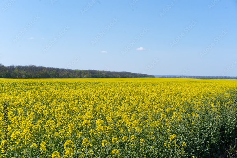 Field of colza rapeseed yellow flowers and blue sky. Oilseed, canola, colza. Nature background. Spring landscape. Ukraine agriculture illustration