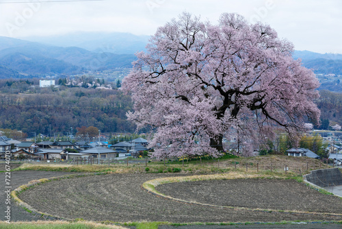 Morning view of Wanitsuka Sakura (cherry blossom tree) standing on a hillside in the rural area of Nirasaki City, with the village in background & cultivated farmland in foreground in Yamanashi, Japan