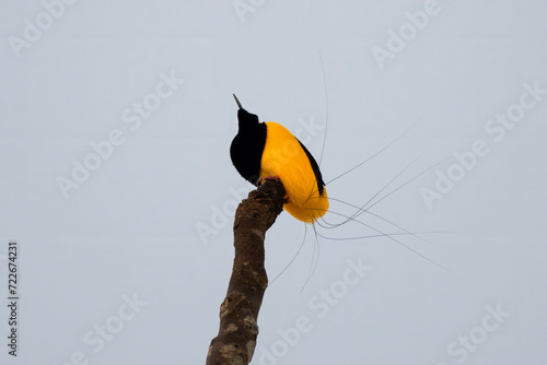 Twelve-wired bird-of-paradise (Seleucidis melanoleucus) observed in Nimbokrang in West Papua, Indonesia photo