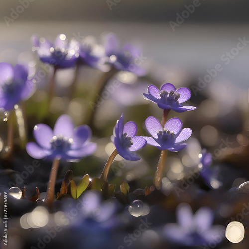 Field of Hepatica Americana flowers. Wildflower illustration.  photo