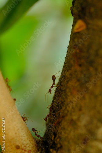 The rangrang is a large red ant that is known to have a high ability to form webbing for its nest. In English it is called a weaver ant. Oecophylla © Ika
