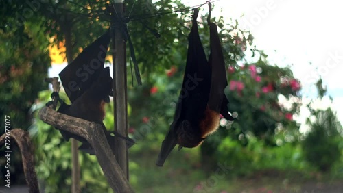 Fruit bat or flying fox - Pteropus giganteus. Tourist zone in Bali, Indonesia photo