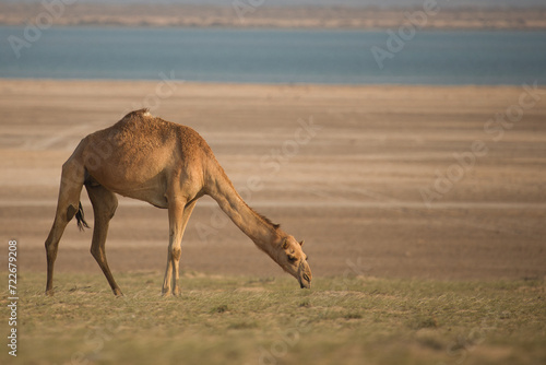 camel photo