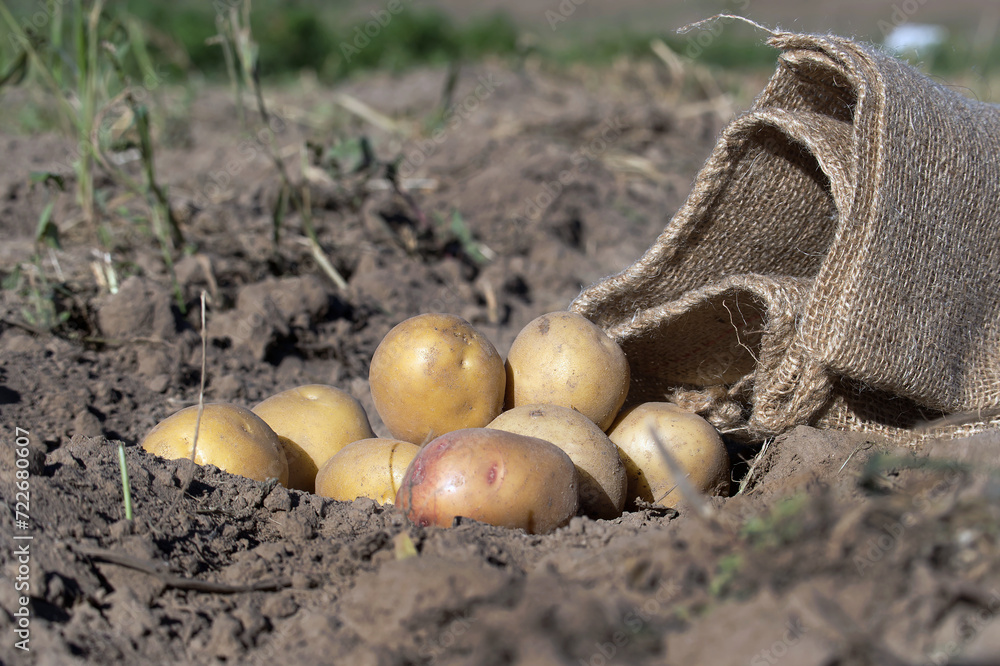 Freshly dug potatoes spill out of burlap sack Freshly dug potatoes spill out of burlap sack