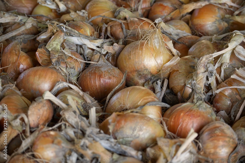 Onions with varying colors densely arranged on surface Onions with varying colors densely arranged on surface