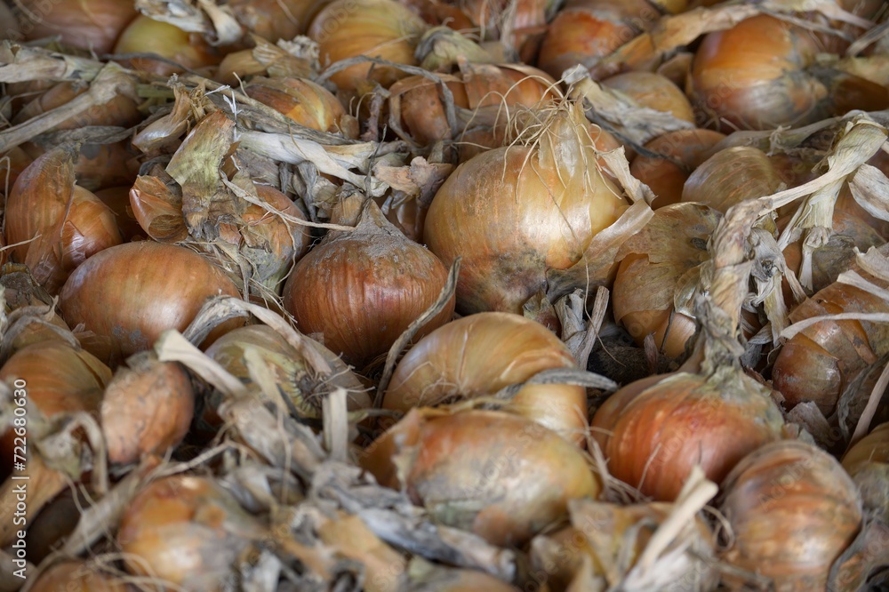 Onions with varying colors densely arranged on surface