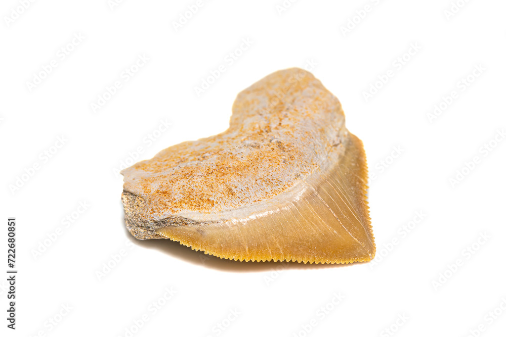 Cretaceous fossil, Crow shark (Squalicorax pristodontus) tooth on white background Cretaceous fossil, Crow shark (Squalicorax pristodontus) tooth on white background