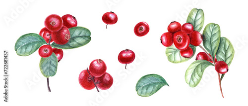 Cowberries with leaves. Red berry, leaf. Set of bearberry, lingonberry. Watercolor illustration isolated on white. For the design of invitation, patterns, cards, greetings, package design, labels photo