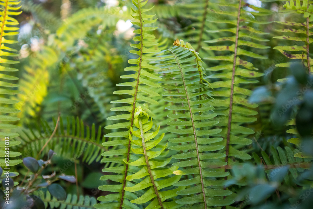 Fresh green fern leaves in a wood. Natural backdrop with foliage. Plants growing in shady Polypodiaceae forest nature. Shallow depth of fields. Fresh green fern leaves in a wood. Natural backdrop with foliage. Plants growing in shady Polypodiaceae forest nature. Shallow depth of fields.