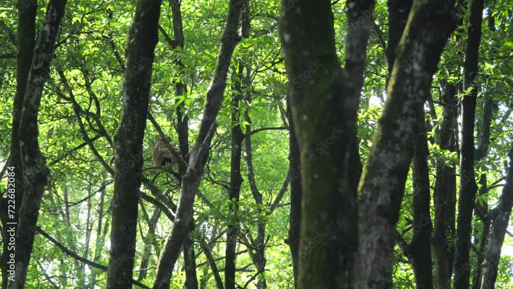 Selective focus proboscis monkey in the wild, sitting on tree, at mangrove forest at Tarakan, Indonesia. Proboscis monkey foraging at mangrove forest. Wild nature stock footage. Selective focus proboscis monkey in the wild, sitting on tree, at mangrove forest at Tarakan, Indonesia. Proboscis monkey foraging at mangrove forest. Wild nature stock footage.