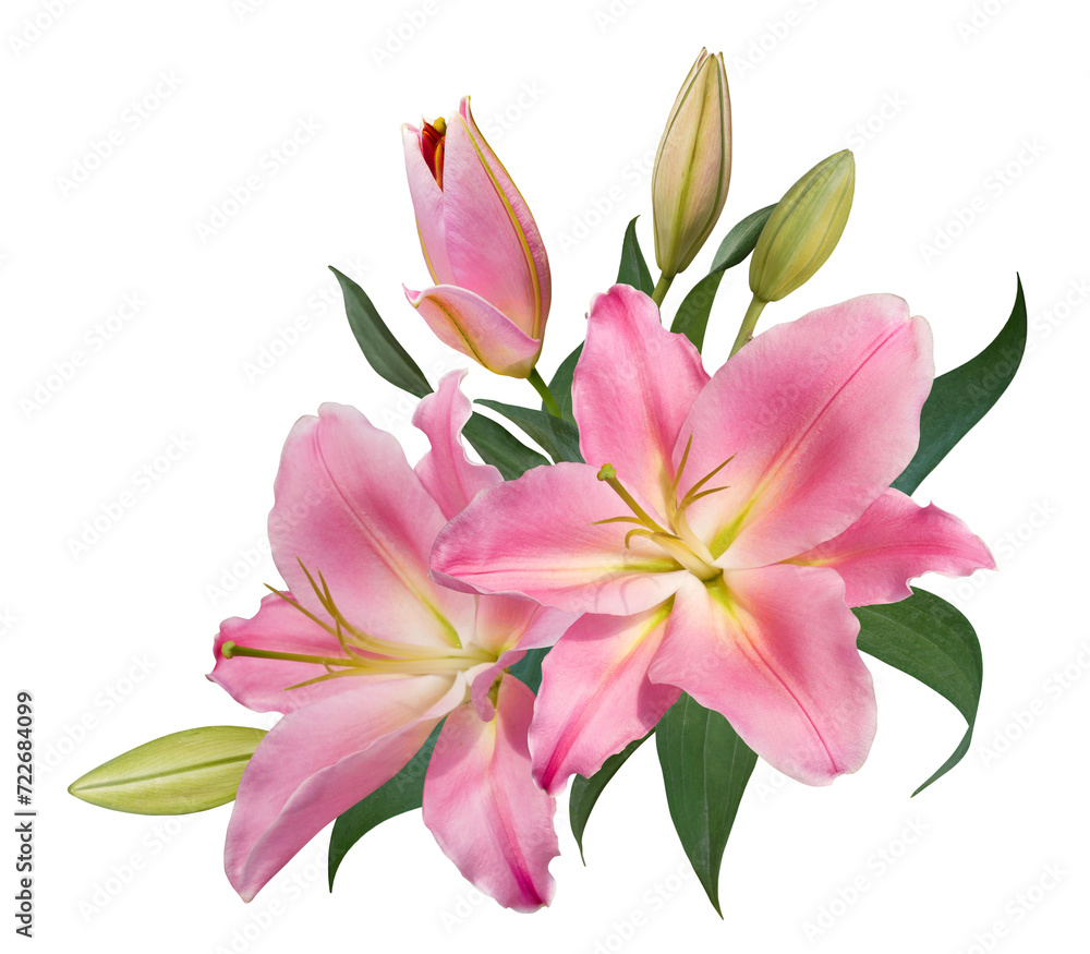 Fototapeta premium Beautiful pink lily flower bouquet isolated on transparent background