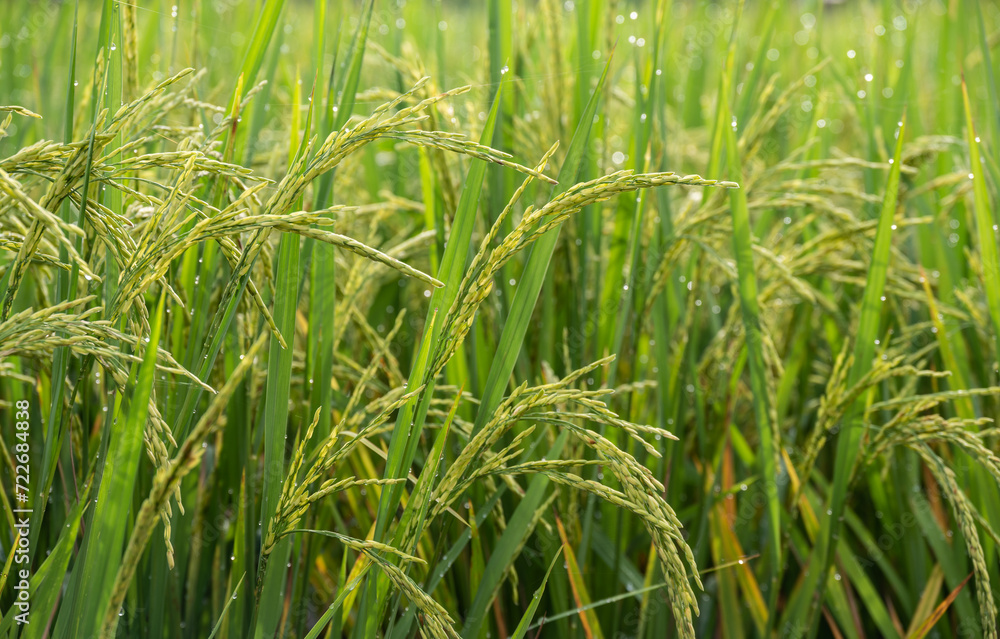Rice paddy field in rural Thailand. Thailand has a strong tradition of rice production. Rice paddy field in rural Thailand. Thailand has a strong tradition of rice production.