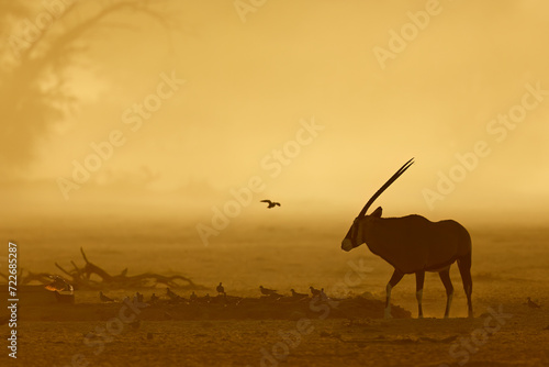 A gemsbok antelope (Oryx gazella) and doves silhouetted in dust at sunrise, Kalahari desert, South Africa.
