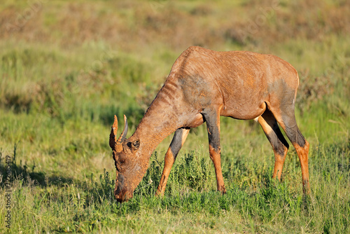 A rare tsessebe antelope (Damaliscus lunatus) in natural habitat, Mokala National Park, South Africa.