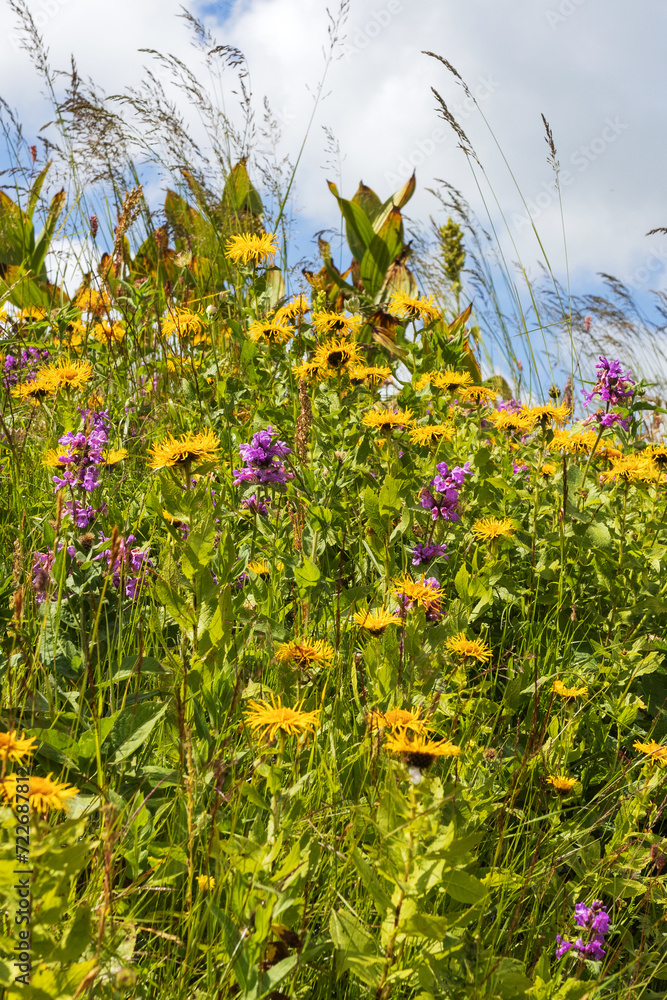 flowers on alpine meadows and grasses with lush vegetation at the height of summer. flowers on alpine meadows and grasses with lush vegetation at the height of summer.