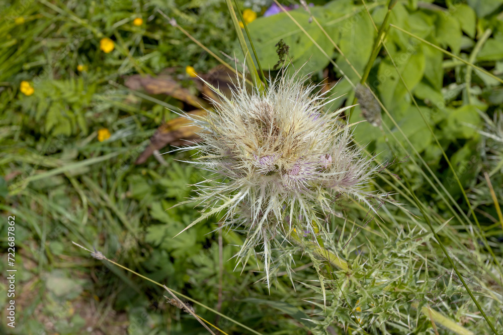 flowers on alpine meadows and grasses with lush vegetation at the height of summer.