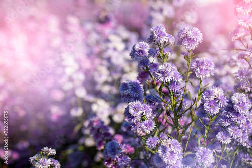Photos Purple Pastel margaret flower floral soft nature blossom blurred background