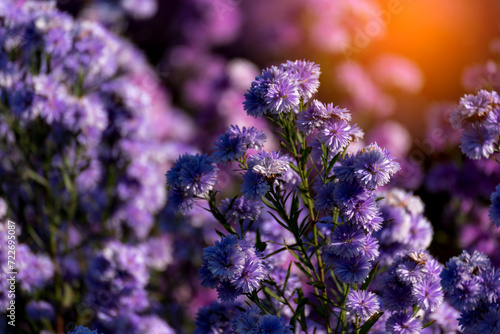 Purple Pastel margaret flower floral soft nature blossom blurred background. Pastel violet romance bloom spring season. Magenta petals blossom in beautiful garden. Close-up violet floral wildflower