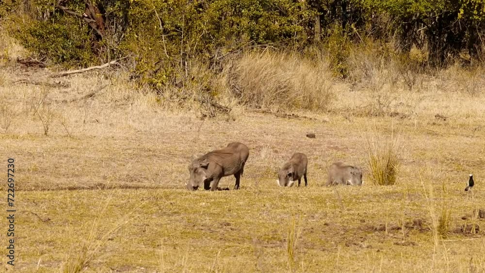 Warthog, Phacochoerus africanus, herd, savannah, sunshine, Lake Kariba National Park, Lake Kariba, Zimbabwe, Africa Warthog, Phacochoerus africanus, herd, savannah, sunshine, Lake Kariba National Park, Lake Kariba, Zimbabwe, Africa