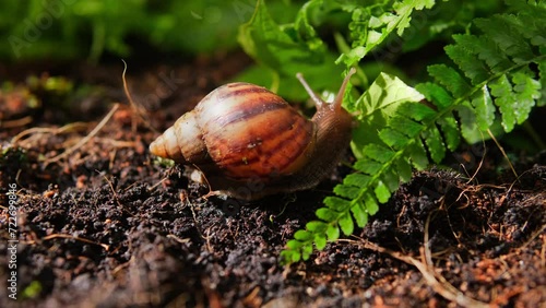 A snail is crawling on the ground, next to green foliage. Snail mucin is a popular anti-aging ingredient because it helps reduce wrinkles thanks to its ability to increase collagen production. photo