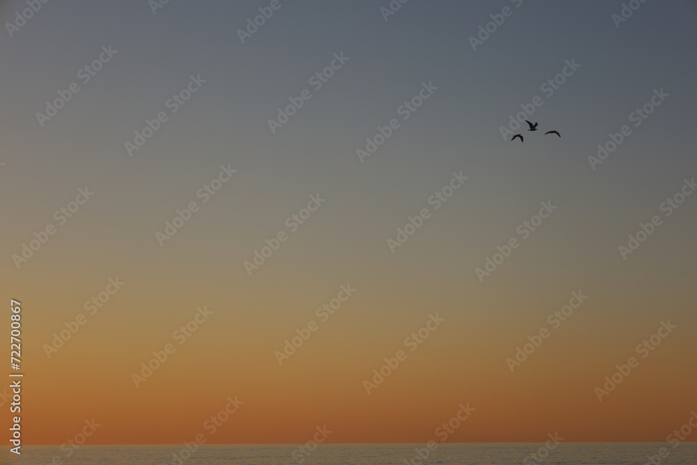 Beautiful wallpaper picture of birds flying with the sunset behind. Magical wildlife moment in Exmouth, Western Australia. Golden hour sky over the ocean, vacation and free spirit.