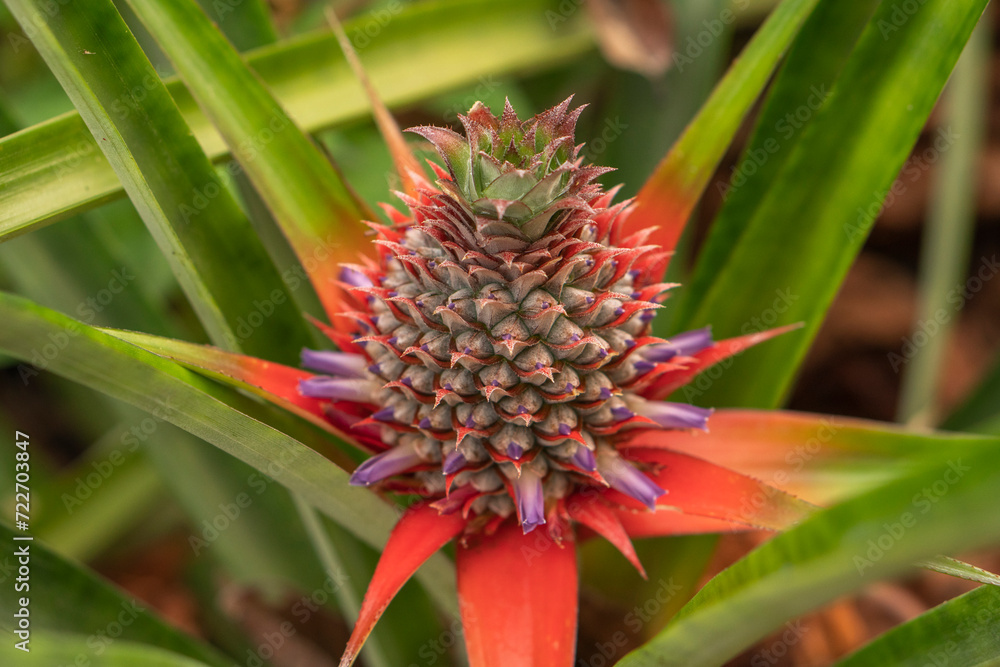 The pineapple tree is producing fruit. The pineapple tree is producing fruit.