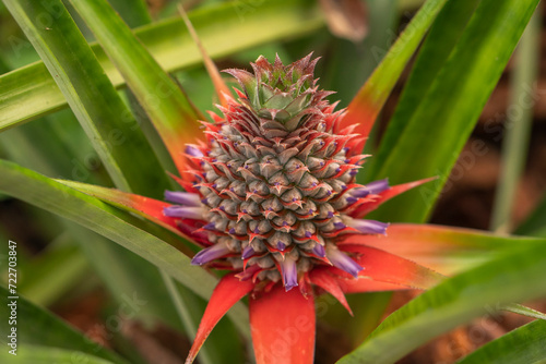 The pineapple tree is producing fruit.