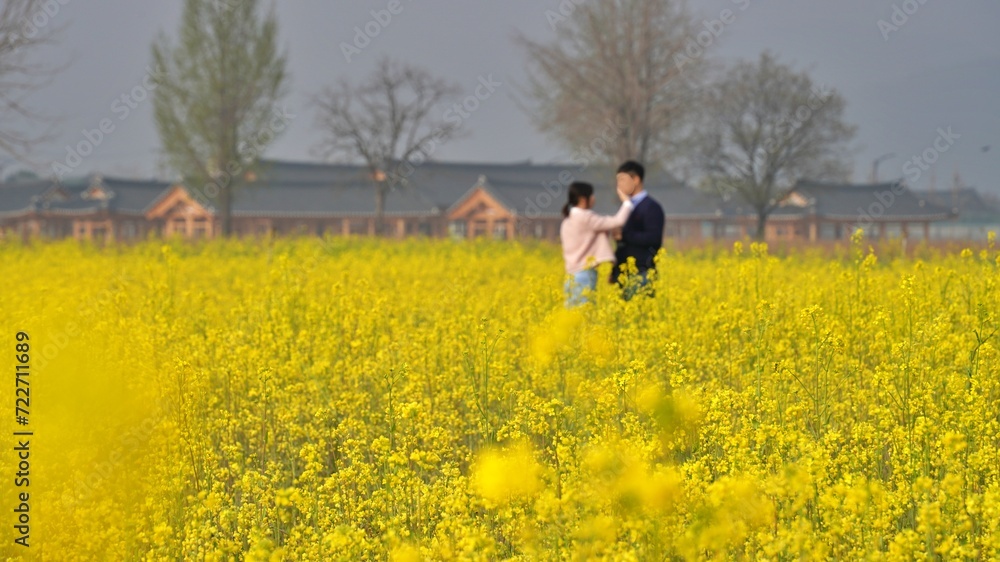 Rape flower field and happy family on a spring day in Korea