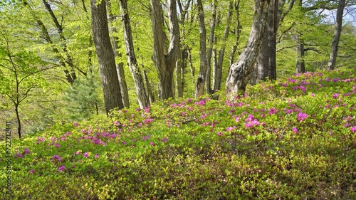 Wallpaper Mural Beautiful spring scenery in Korea Torontodigital.ca
