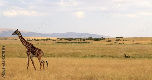 Walking Kilimanjaro Giraffe In Masai Mara National Reserve In Kenya, Africa. Static Shot photo