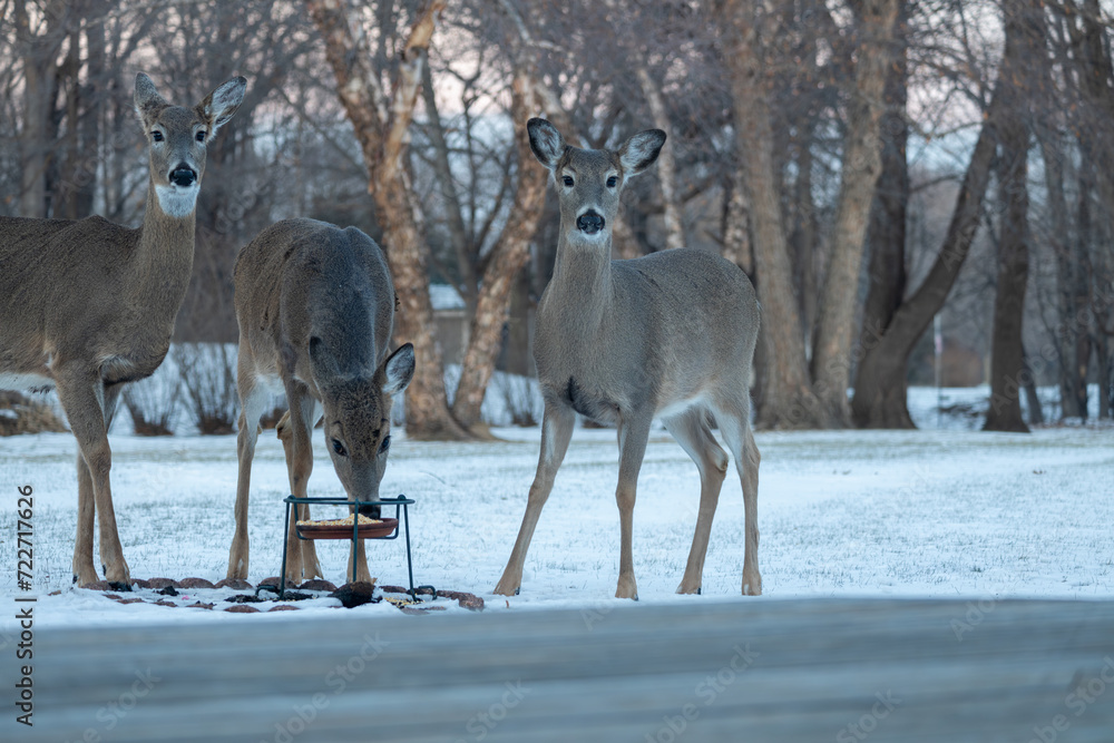 Fototapeta premium Landscape view of two white-tailed deer eating at a corn feeder in a woodland backyard on a winter day