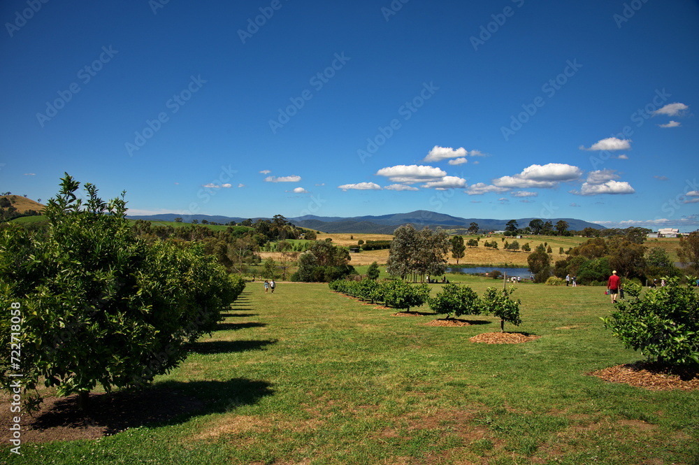 Orchard in Yarra Valley near Melbourne, Australia Orchard in Yarra Valley near Melbourne, Australia