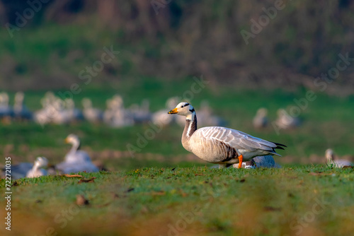 The bar-headed goose is a goose that breeds in Central Asia in colonies of thousands near mountain lakes and winters in South Asia, as far south as peninsular India 