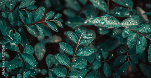 close up of greenery leaves with water drops 