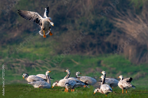 The bar-headed goose is a goose that breeds in Central Asia in colonies of thousands near mountain lakes and winters in South Asia, as far south as peninsular India
 photo