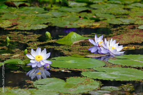 Light violet waterlily flowers blooming among green leaves and lotus buds in a pond under bright summer sunshine ~ Lovely purple water lilies blooming among floating leaves & duckweed in a lotus pond